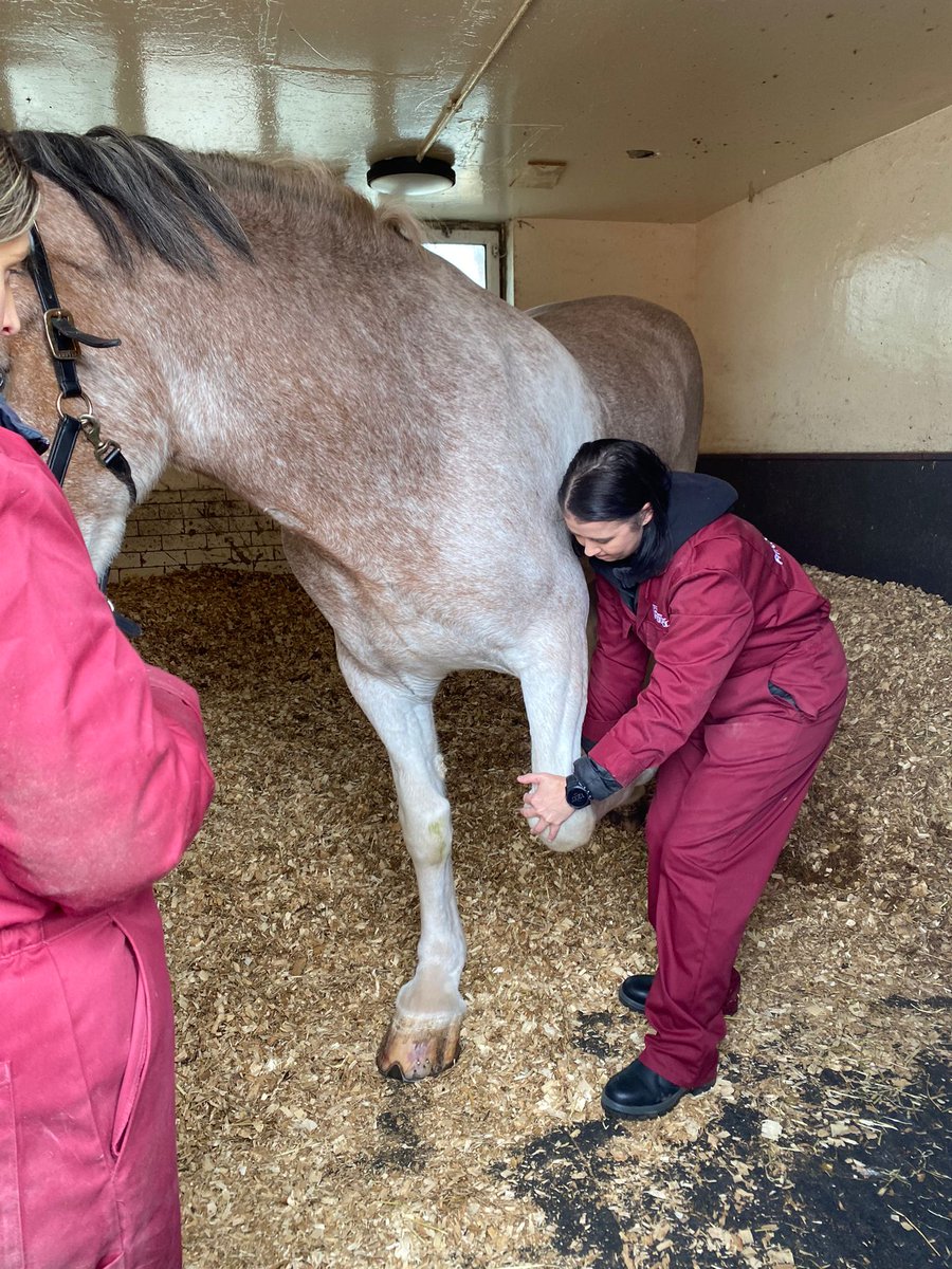 University of Liverpool Veterinary Physiotherapy tweet media