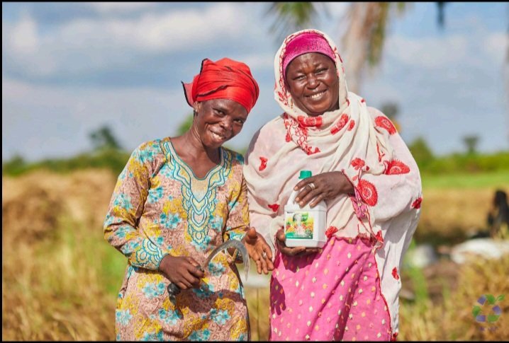 KwameJudah's tweet photo. Farmers in Ejura,Mampong,Atebubu,Drobonso are rejoicing over the result of using ACARP ORGANIC COMPOST X liquid fertiliser on their maize,rice and beans crop.
The farms are booming with healthier growth and higher yields.
@accracompost you are the best.
#compostX
#ACARP https://t.co/kvbhIvlzYh