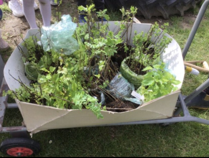 On Monday, the school council were able to help Mrs Anderson and Miss Bannister plant more hedgerows along our woodland area.  The children were excited to find lots of creepy crawlies in the mud and get their hands dirty digging holes and planting the hedges.