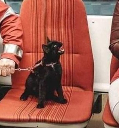🐾𝓛𝓮 𝓜𝓲𝓬𝓱𝓲𝓯𝓾𝓼𝓴🐾 tweet media