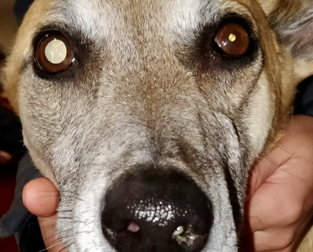 vet_learn's tweet photo. Register now for a session that promises to deepen your understanding and enhance your diagnostic capabilities in veterinary neurology: https://t.co/067F1DGouX

Title: Neurological Exam Tips and Neuroanatomical Localisation
Date/Time: 1st May 2024 7-9pm GMT
Speaker: Max Foreman https://t.co/kvSYemW5Um