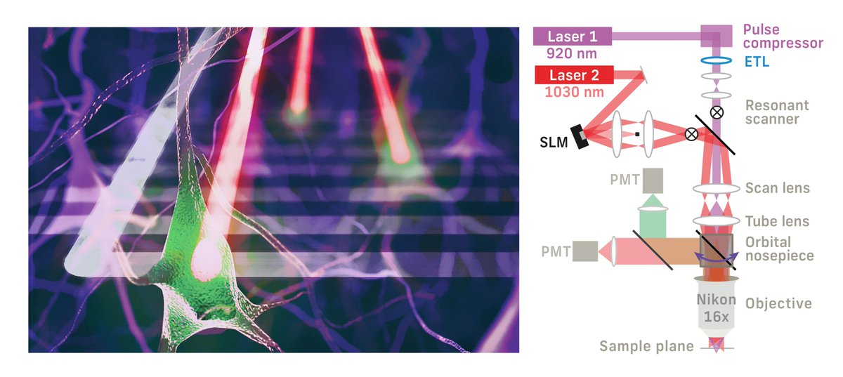 When does the cortex matter for perception? Our new study addresses this question using all-optical interrogation in visual cortex.
doi.org/10.1038/s41467…