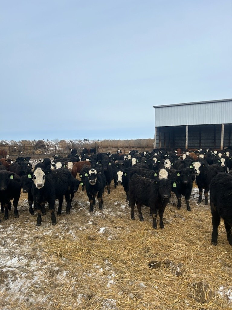 Oh boy! Look at all them baddies! What a great group of calves from  Seeson Ranch offered in our sale again this year. Make sure to attend our sale April 26th.