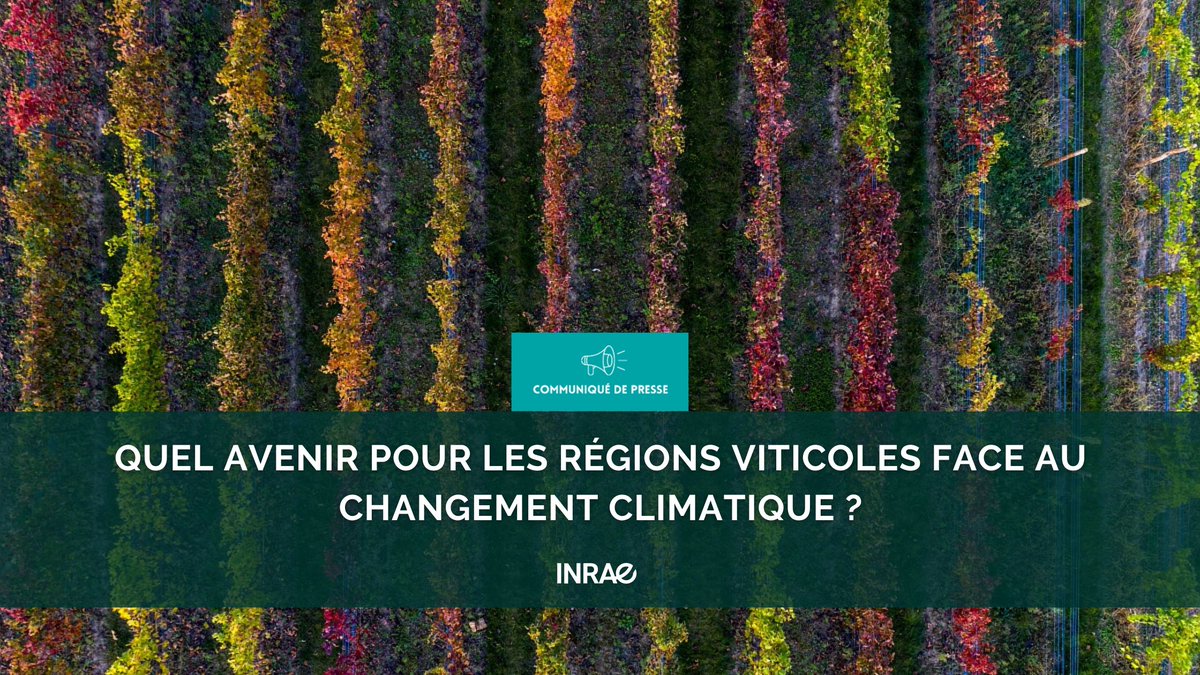 #RP_INRAE Quel avenir pour la production de vin face au changement climatique ? Nouvelle étude qui montre l’évolution des régions viticoles dans le monde face à un réchauffement de +2°C jusqu’à +4°C d’ici la fin du siècle. Une étude publiée dans @NatRevEarthEnv…