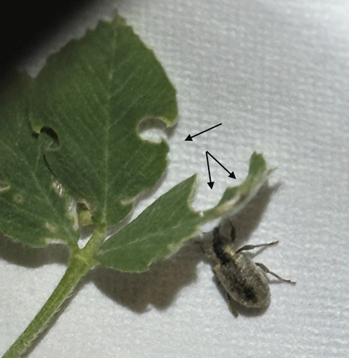 K-State Agronomy tweet media