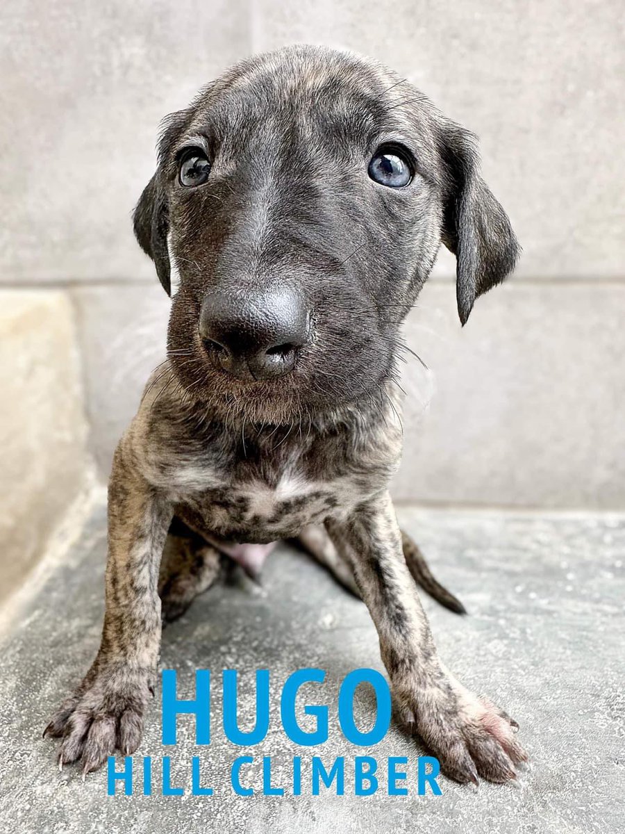 Meet Hugo, Hugo the hill climber 🧗‍♀️ Adorable boy ready to explore his way into your family home 😍