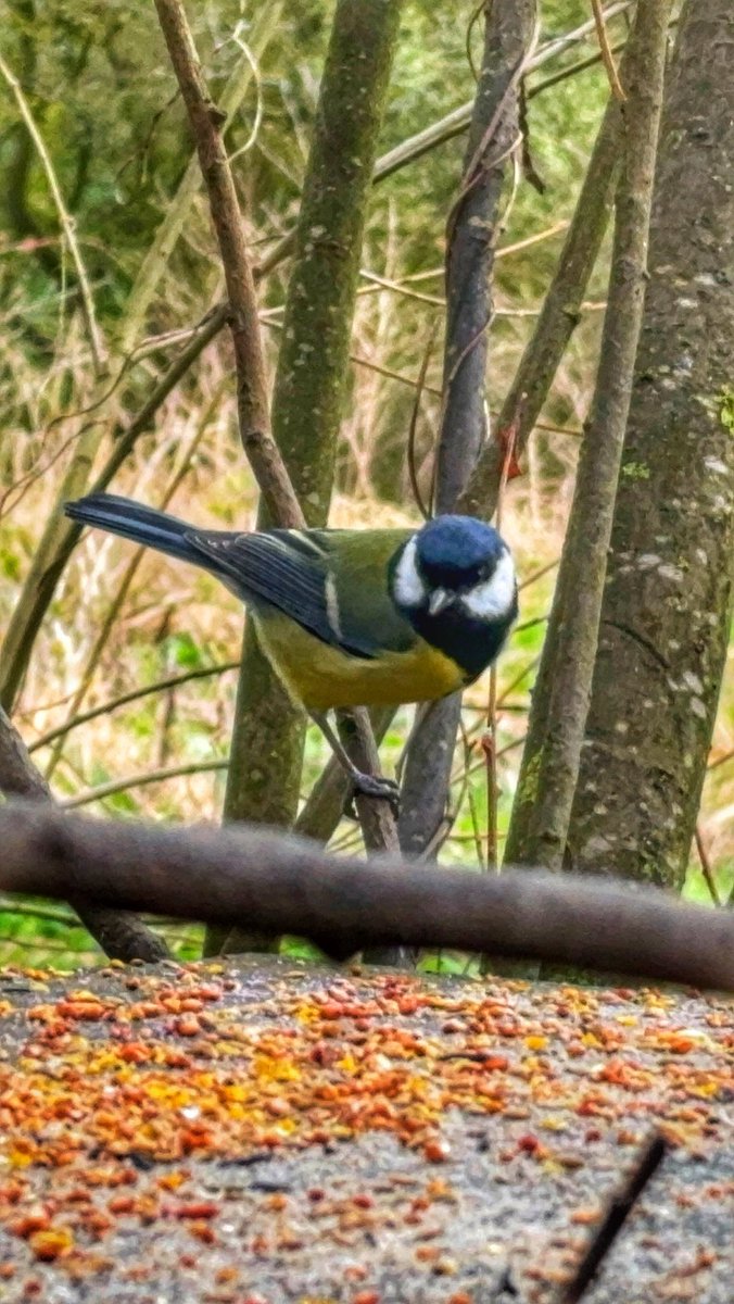 Todays shots at #penningtonflash #postoncall #mindfulness #nature #iphonephotography #photography #photoeveryday #photographers #iphonephotography #naturephotography #birdsofinstagram 
#BirdsOfTwitter