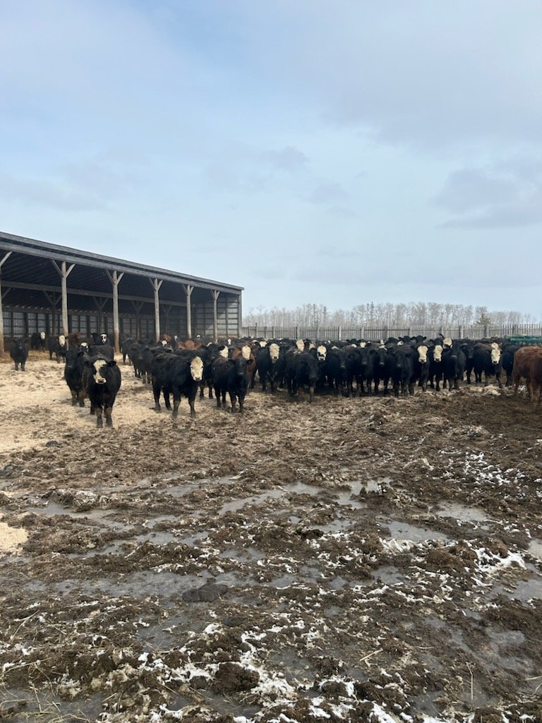 Want some nice Sim/Angus calves that are not pushed hard on a forage diet? Clayridge farm will have a nice offering again at our sale April 26th in Keady.