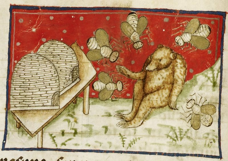 Isn't it funny, how a bear likes honey? Harley MS 3448, f. 10v