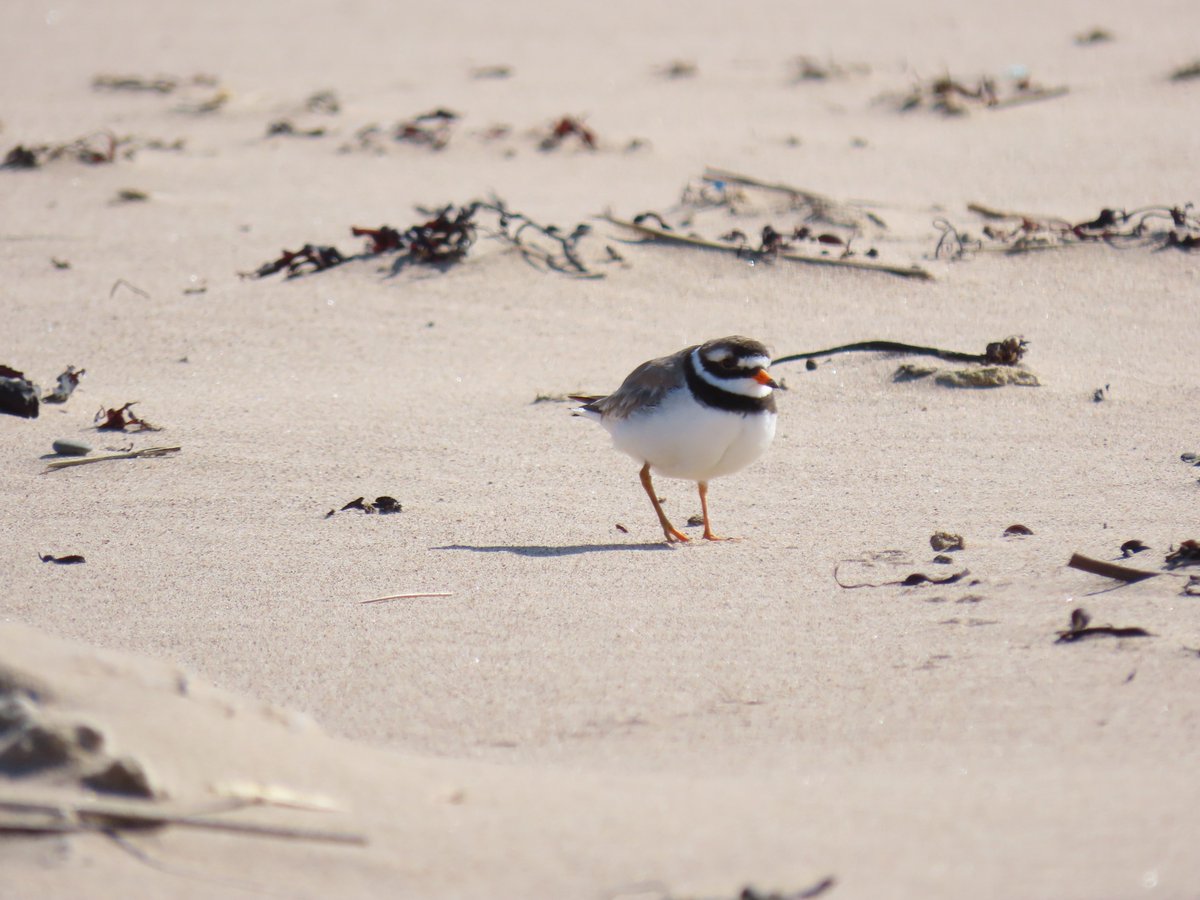 Fed up with the weather? Spare a thought for our poor little Ringed Plovers #northumberlandcoast - 6 mths of high rain & strong winds means they're struggling to establish their usual nesting sites. @lindisfarne_nnr are working hard to support them & the annual count has begun!