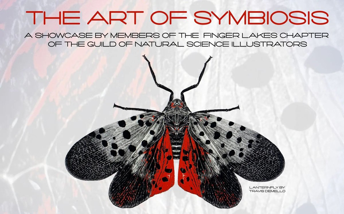 Visit the Trumansburg Conservatory of Fine Arts (NY) April 6 - May 5 to view The Art of Symbiosis, a show from the GNSI Finger Lakes chapter. Open Fridays 11-3 & Sundays 1-5. Enjoy live music and refreshments at the reception on Saturday, April 6, 4-6pm! tburgconservatory.org/4-6-gnsi-openi…