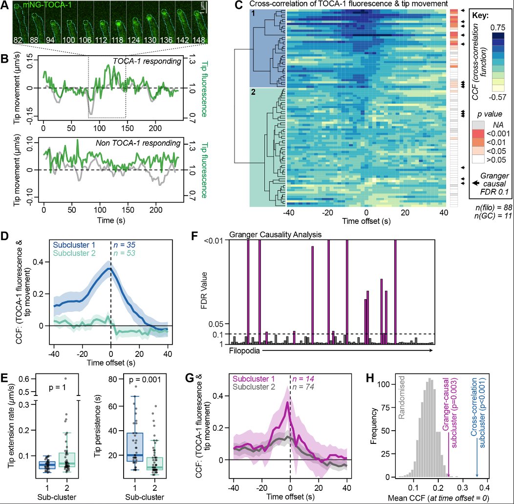 Thomas Blake, Jennifer Gallop @GallopLab @CamBiochem @GurdonInstitute and colleagues find that filopodial protrusion is driven by density-dependent Ena-TOCA-1 interactions. journals.biologists.com/jcs/article/13…