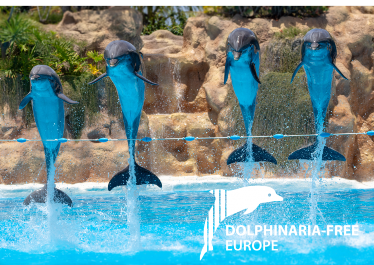 DFE are delighted to report that Jet2Holidays will, from 27 March, cease to sell any excursions to marine parks holding dolphins and whales.  This will include Loro Parque, Tenerife which currently holds the orca known as Morgan.
dfe.ngo/uk-tour-operat…