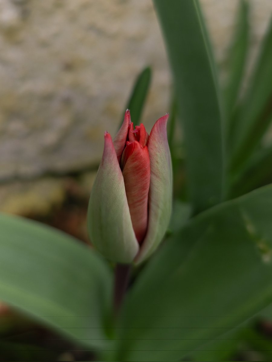 YorkshiremanDan's tweet photo. @Snapdragon #SpringOnSnapdragon
It's that time of year. https://t.co/8LxHCEc5ZT