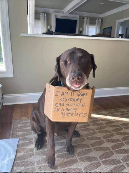 Tweets of Dogs tweet media