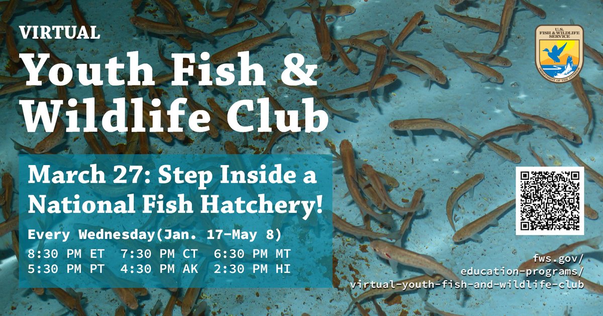 #DYK? National fish hatcheries released 126 m+ fish in 2023 to support the recovery and restoration of threatened, endangered, and at-risk species? [star emoji] Step inside a national fish hatchery at the next USFWS Virtual Youth Fish and Wildlife Club! 🔗fws.gov/education-prog…