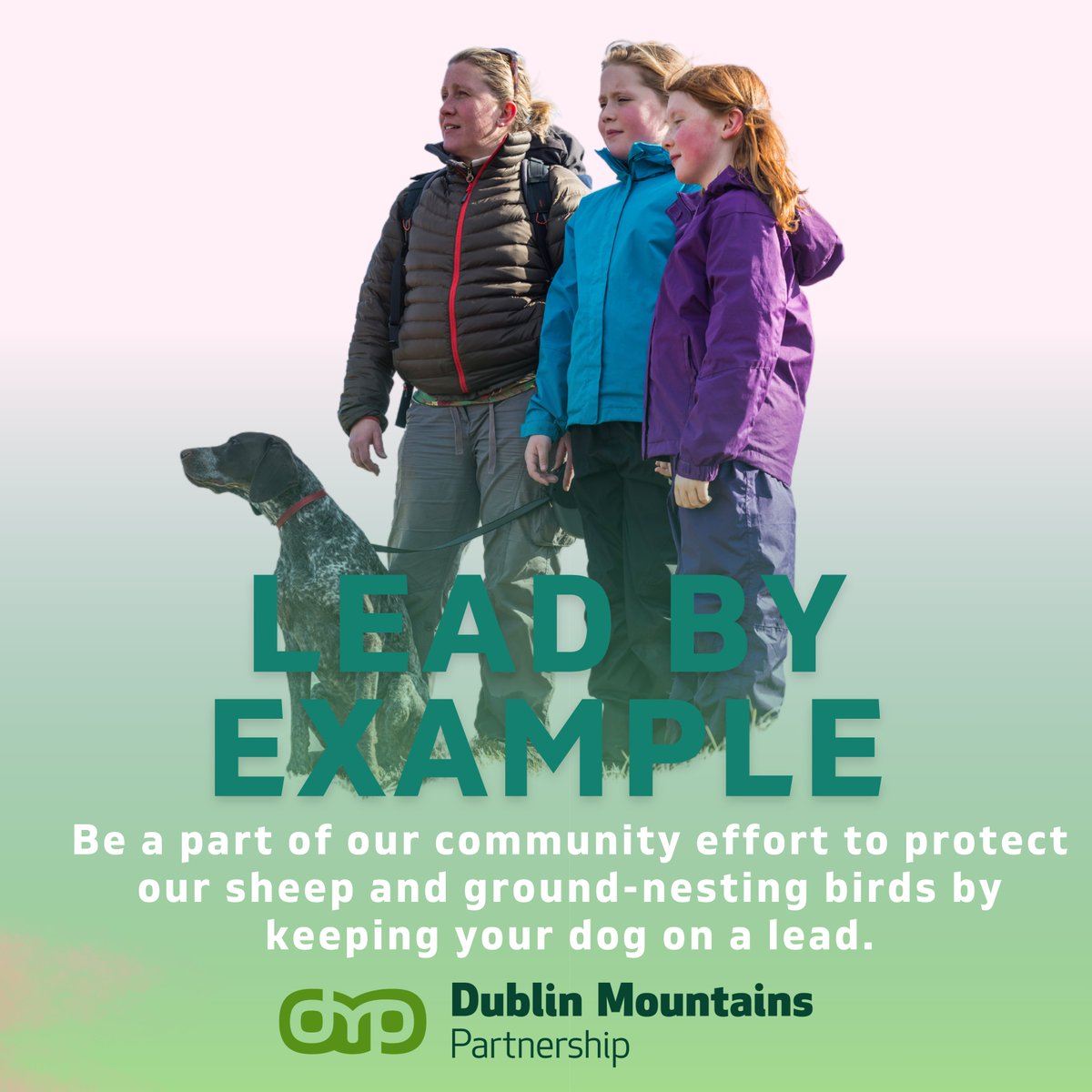 Your actions inspire others. By keeping your dog on a lead, you set a positive example for responsible enjoyment of our natural heritage 🍂 Thank you for being a part of our community effort to protect sheep & ground-nesting birds🐑 Visit dublinmountains.ie #LeadByExample