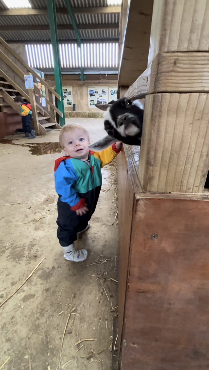 When you try & get nice photo of your youngest grandson @RovesFarm #photobomb #goats