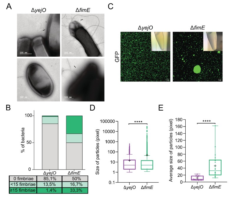 The presence of type 1 fimbriae protects target bacteria against type VI secretion system (T6SS)-mediated assaults by the enteric pathogen, Cronobacter malonaticus, which poses a threat to infants. Learn more in <a href="/mbiojournal/">mBio</a>: asm.social/1M7
