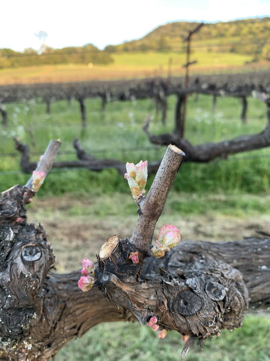 Bud break in the Chenin Blanc block on Pritchard Hill! #pritchardhill #budbreak