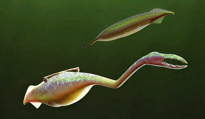 I’ve had an unshakeable fascination with all things aquatic dinosaurs and whatnot (I’m not a palaeontologist) but nothing is as weird and bizarre and wonderful to me as this freaky lil guy: the Tully Monster. He is smol. He is ugly but tries his best. He’s 6 inches long. Or was.