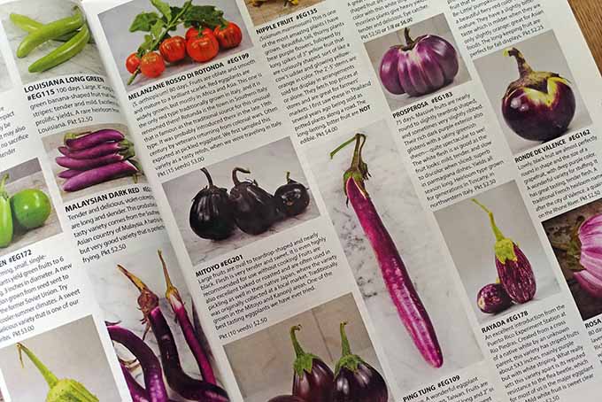 Gardeners_Path_'s tweet photo. 5 Tips You Need to Navigate Seed Catalogs - for Green Thumbs and Gardening Beginners Alike https://t.co/3HV4143JPU #gardening #thinkspring #gardenplanning #veggieplot #allotment https://t.co/Gho6r4d0K5