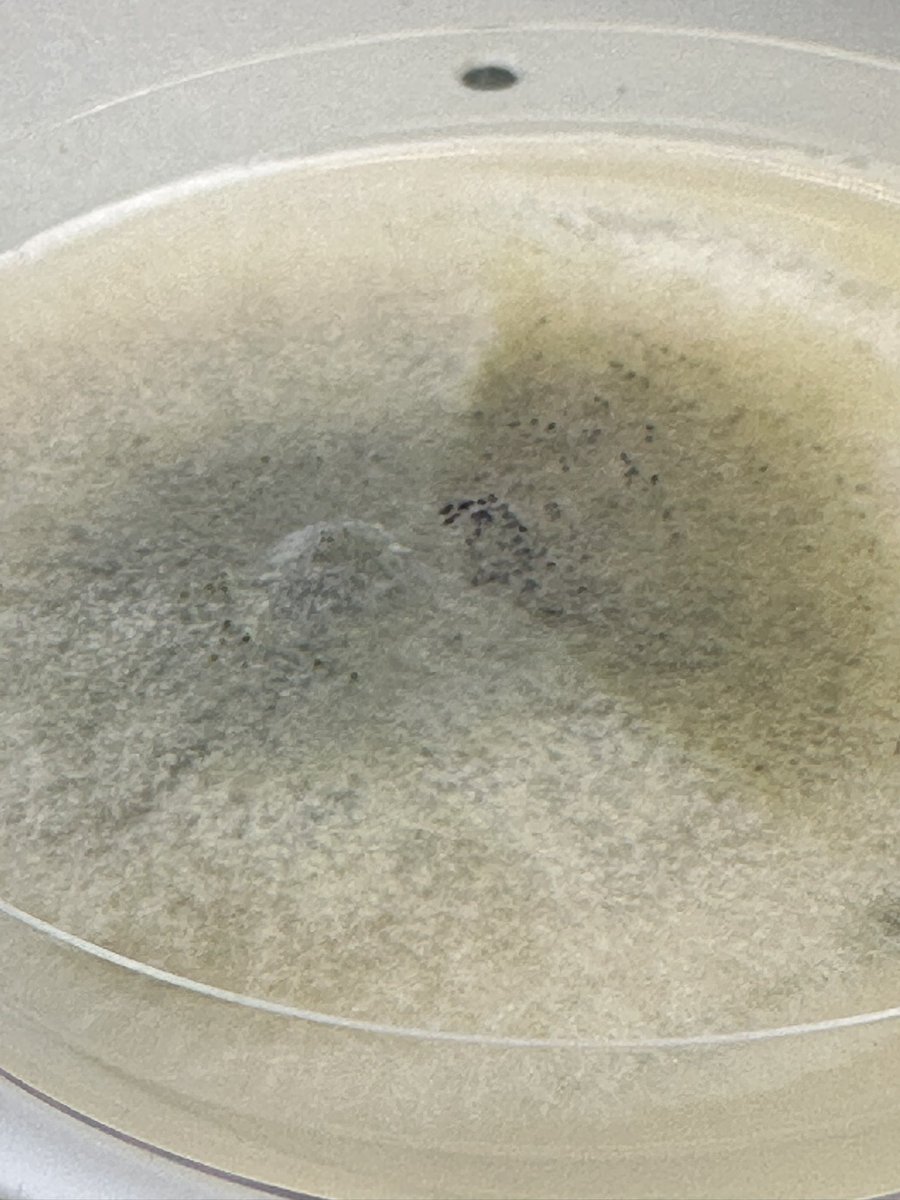 Next up-blackleg! <a href="/canolacouncil/">Canola Council of Canada</a> <a href="/BASFAgSolutions/">BASF Agricultural Solutions Canada</a> #CanoLab