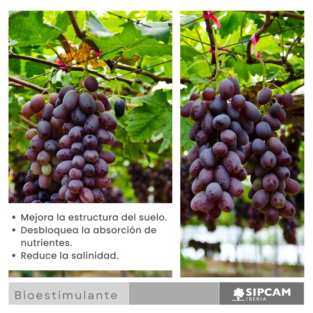 sipcam_iberia tweet picture