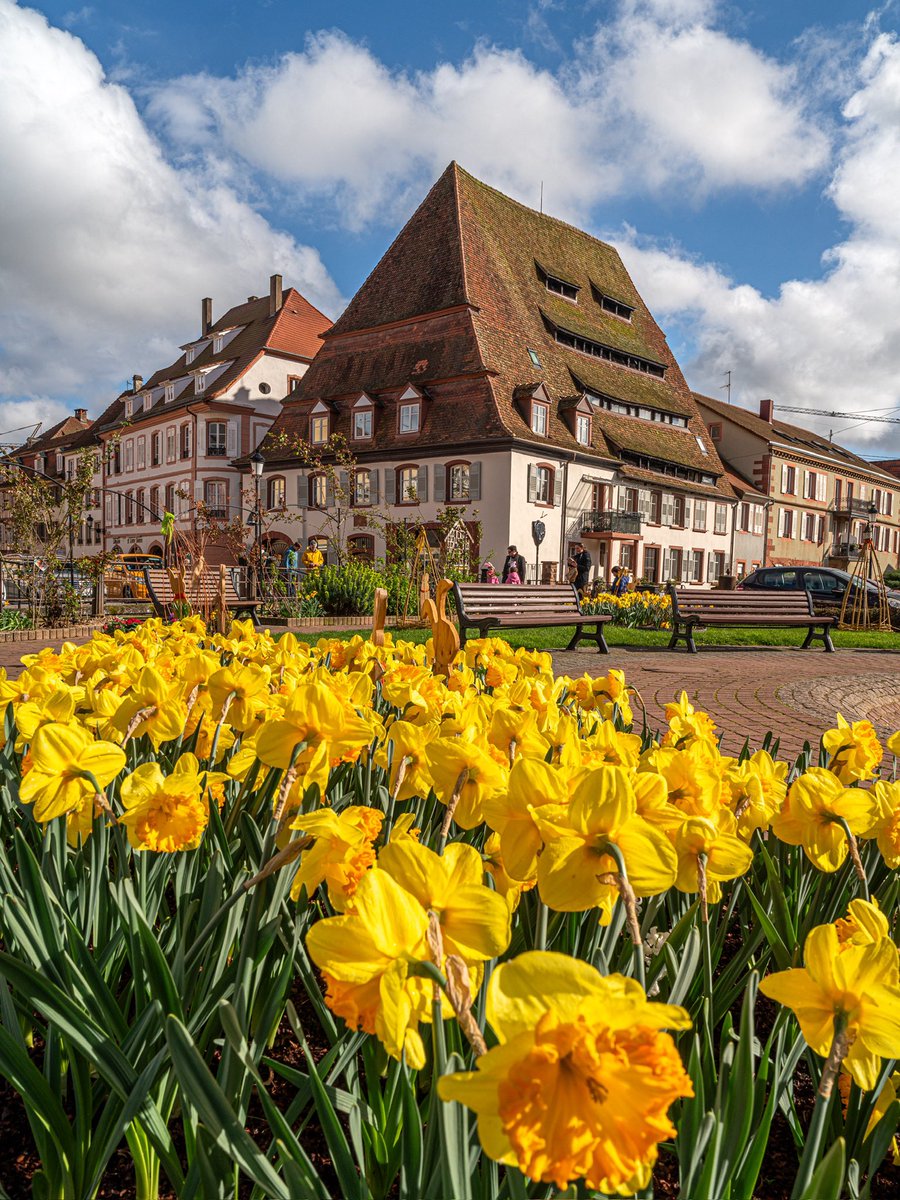 CedricSchell's tweet photo. Voici à quoi ressemble le printemps dans le nord de l’Alsace. https://t.co/ThLMQEkj2m