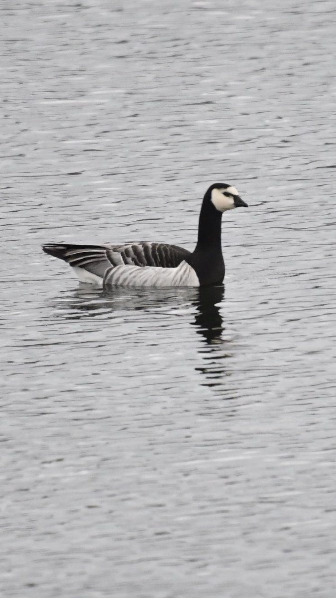 Barnacle goose.East Cranmore res.