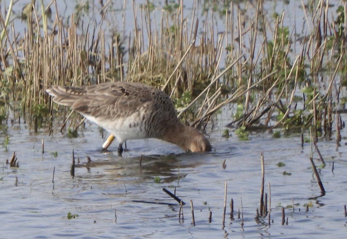 Found the first returning head started Godwits (Limosa limosa) at Welney today three birds with Lime E rings, all recorded to @projectgodwit via the website.