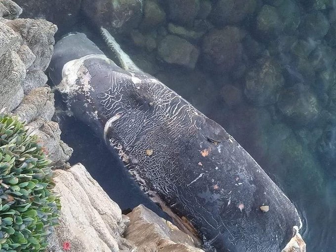 الحراك الإخباري | نفوق حوت من نوع "العنبر" بمنطقة راس الحديد بالمرسى بسكيكدة