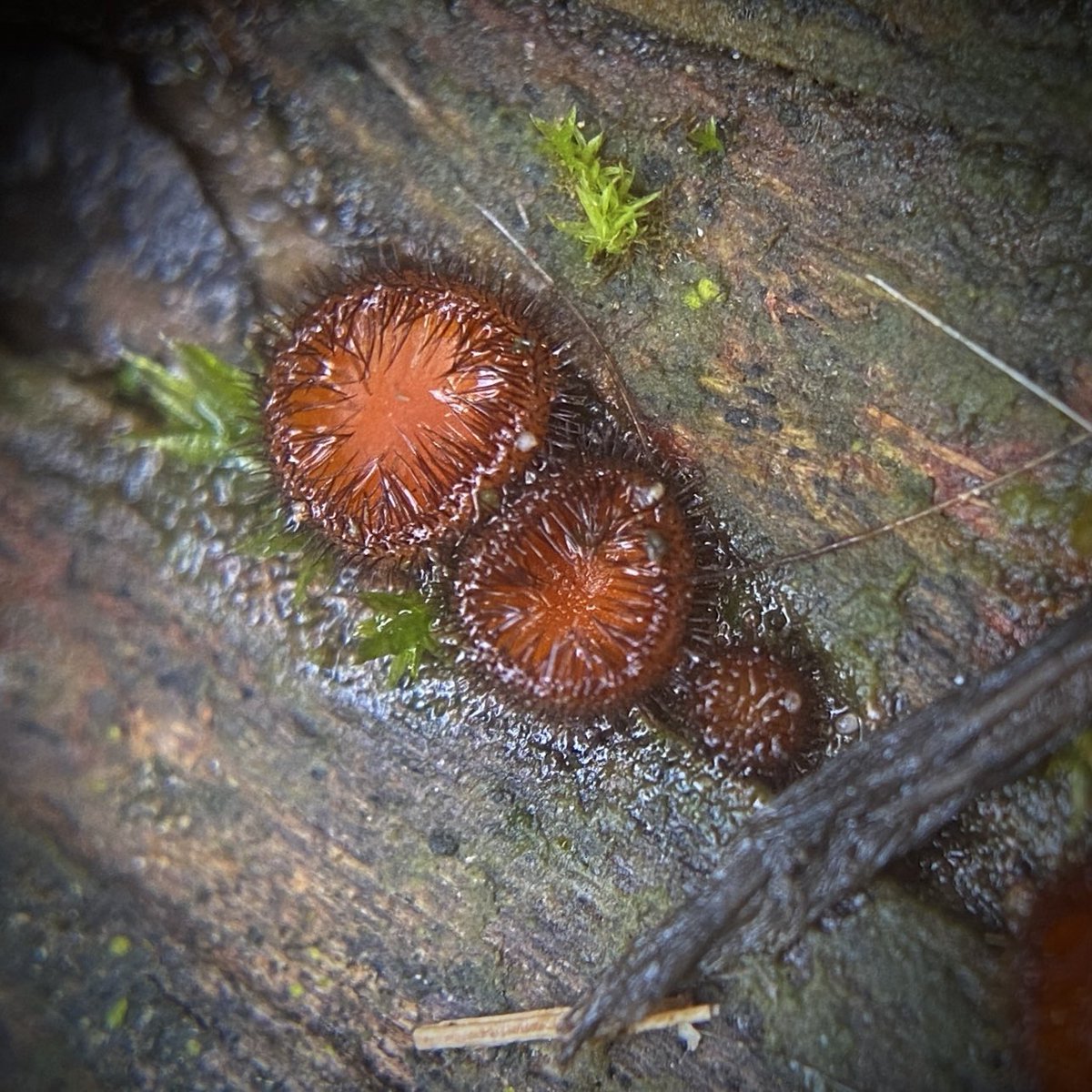 #TinyTuesday Scutellina scutellata- Eyelash Fungus 🧡