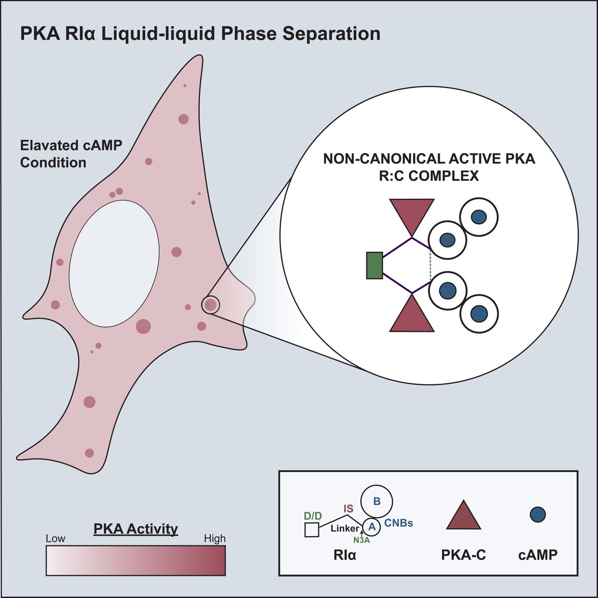 🚨Out in @MolecularCell, “Molecular Determinants and Signaling Effects of PKA RIα Phase Separation” by @a_hardy_girl establishes that a non-canonical, active PKA R:C complex in RIα condensates sequesters PKA activity from the cytosol. tinyurl.com/MolDetRIa