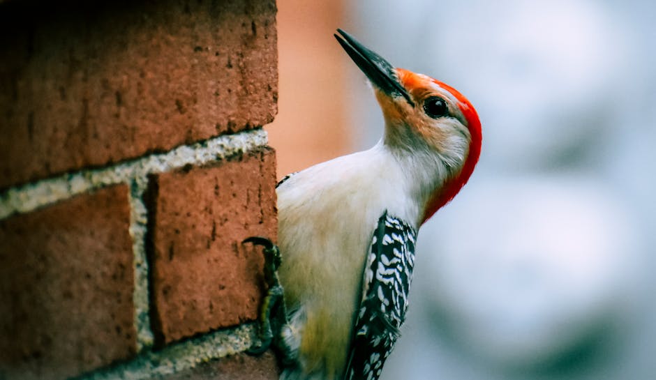 GoldshotExt's tweet image. Got woodpecker holes and damage? We offer effective and humane woodpecker control. Woodpecker control quotes are always free!
Visit ow.ly/1o0650R2q8H

 #WoodpeckerDamage #WoodpeckerControl #HumaneControl #BirdControl