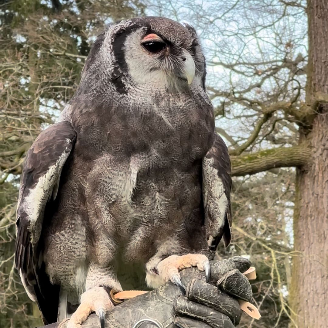 Still thinking about what to do this Easter?🌼 We’ve got you sorted with an awesome line up of Easter adventures! Spring in 👉 warwick-castle.com/explore/events…