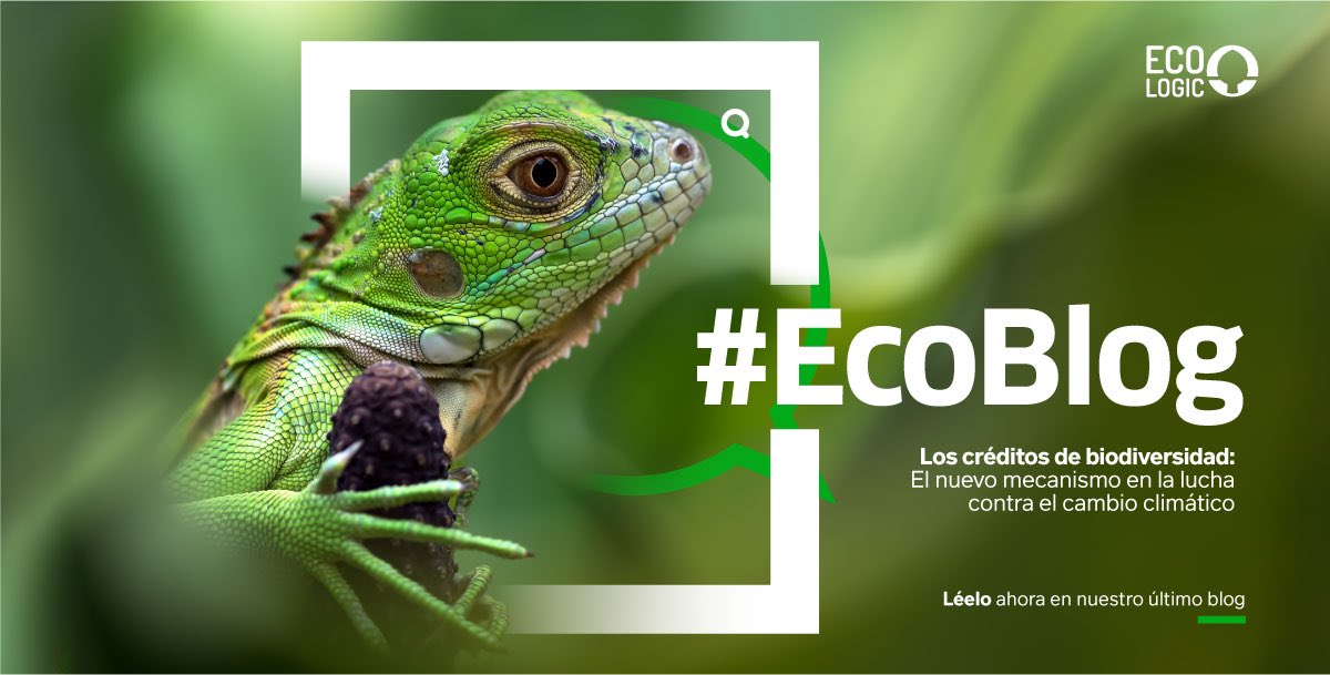#EcoBlog | ¿Has escuchado sobre los créditos de biodiversidad? Estas certificaciones permiten a las empresas y a los individuos convertirse en agentes activos en la protección de la naturaleza. 🍃

Conoce más información sobre esta herramienta aquí 👉🏻 bit.ly/4a6VQ1d