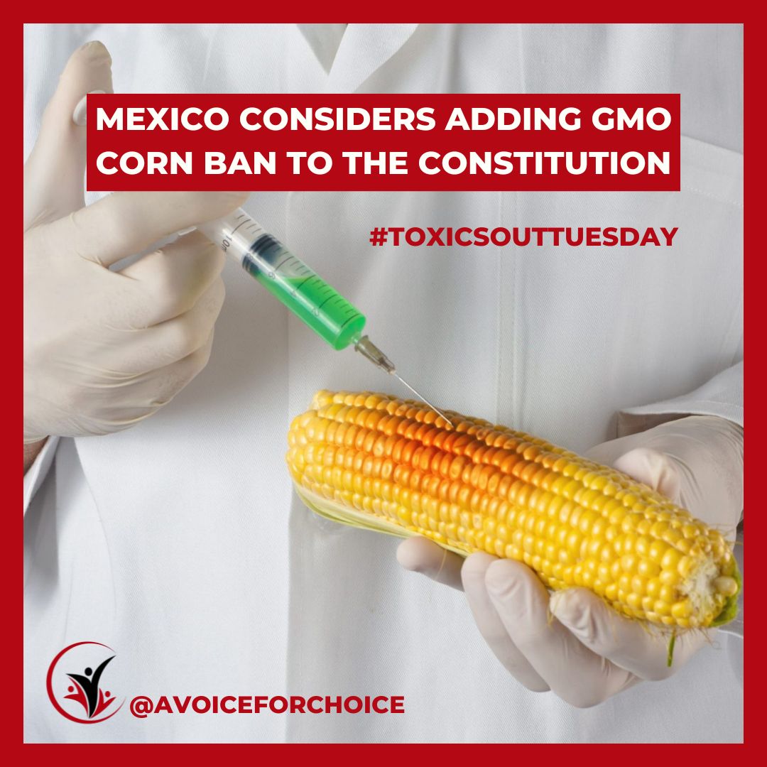 avoiceforchoice's tweet photo. #ToxicsOutTuesday #GetToxicsOut #GMOs #GMcorn #Agriculture #BigChemical #Pesticides #Health #HealthNews #GoodNews #Mexico
https://t.co/RA5kkpRACc https://t.co/EbsmnmgFd4