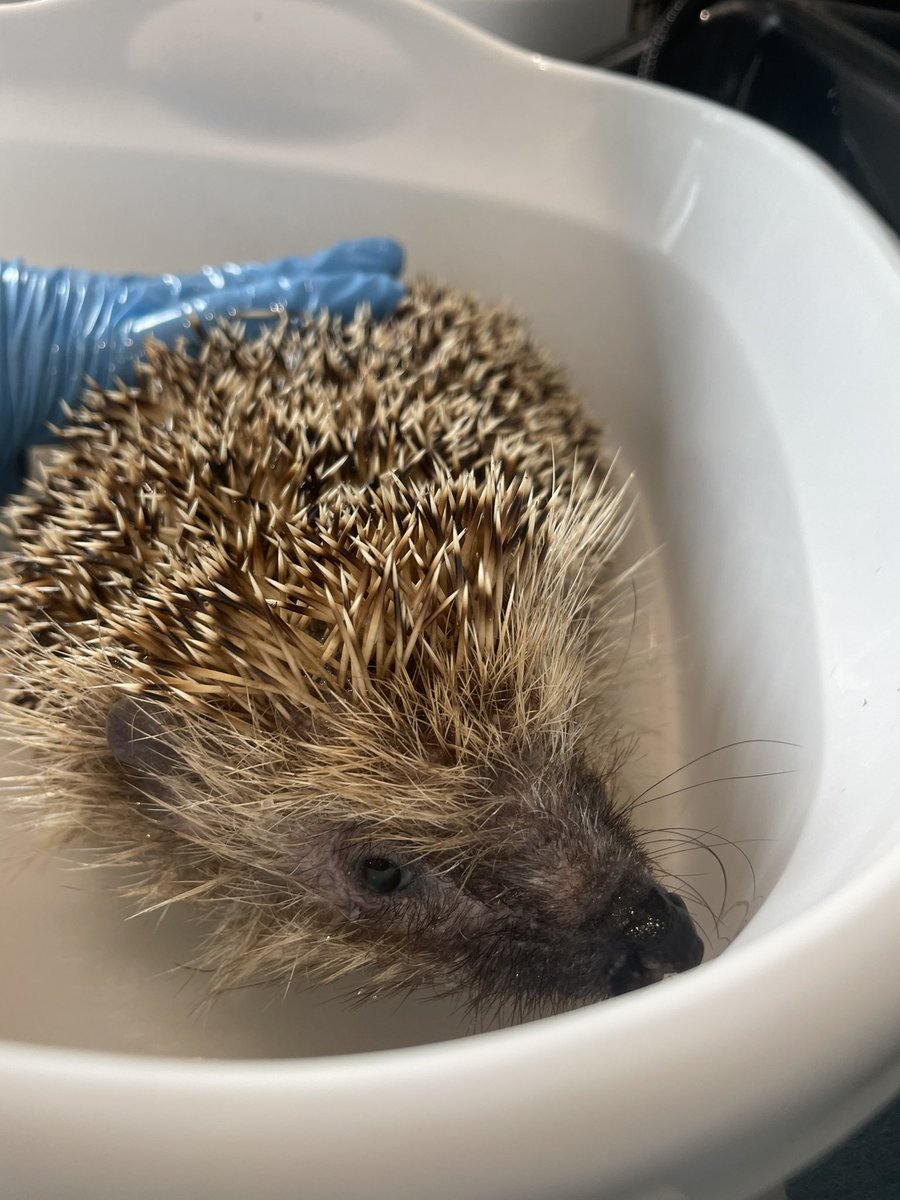 Meet precious Poppy, this poor girl is suffering from coccidia & roundworm, as well as mange & ringworm. Poppy’s treatment is underway & she’ll definitely be feeling the benefits after her medication today & her 1st of 4 medicated (Imaverol) ringworm baths. #hedgehogs