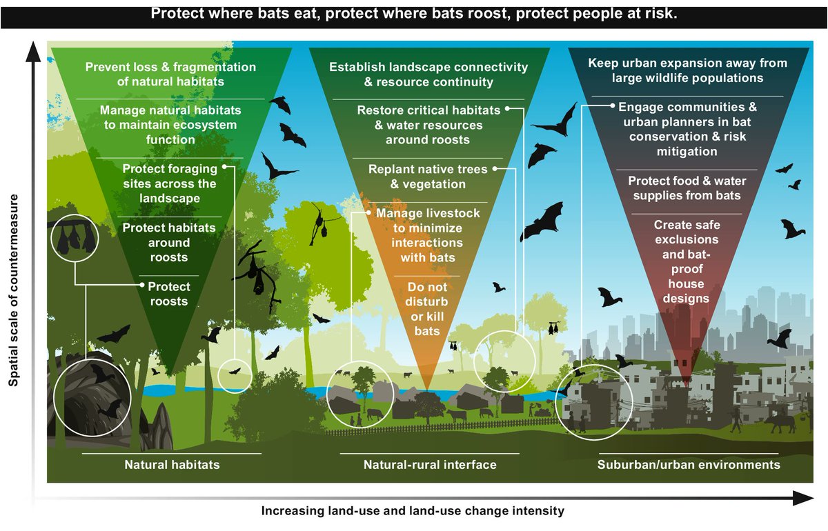 Prevent Pandemics: Protect where bats eat & roost, protect people at risk. nature.com/articles/s4146… In @NatureComms, primary prevention should be a priority to minimize future pandemic risk. Healthy environments & animals = healthy humans. Ecological Countermeasures can do this.