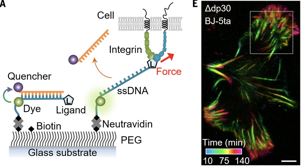 Cells connect with their environment through surface receptors and use physical tension to regulate cellular processes. A new study develops an overstretching tension sensor to allow more accurate force measurement in physiological conditions.
<a href="/taekjip/">Taekjip Ha</a>
ow.ly/waEQ50R1Nvb