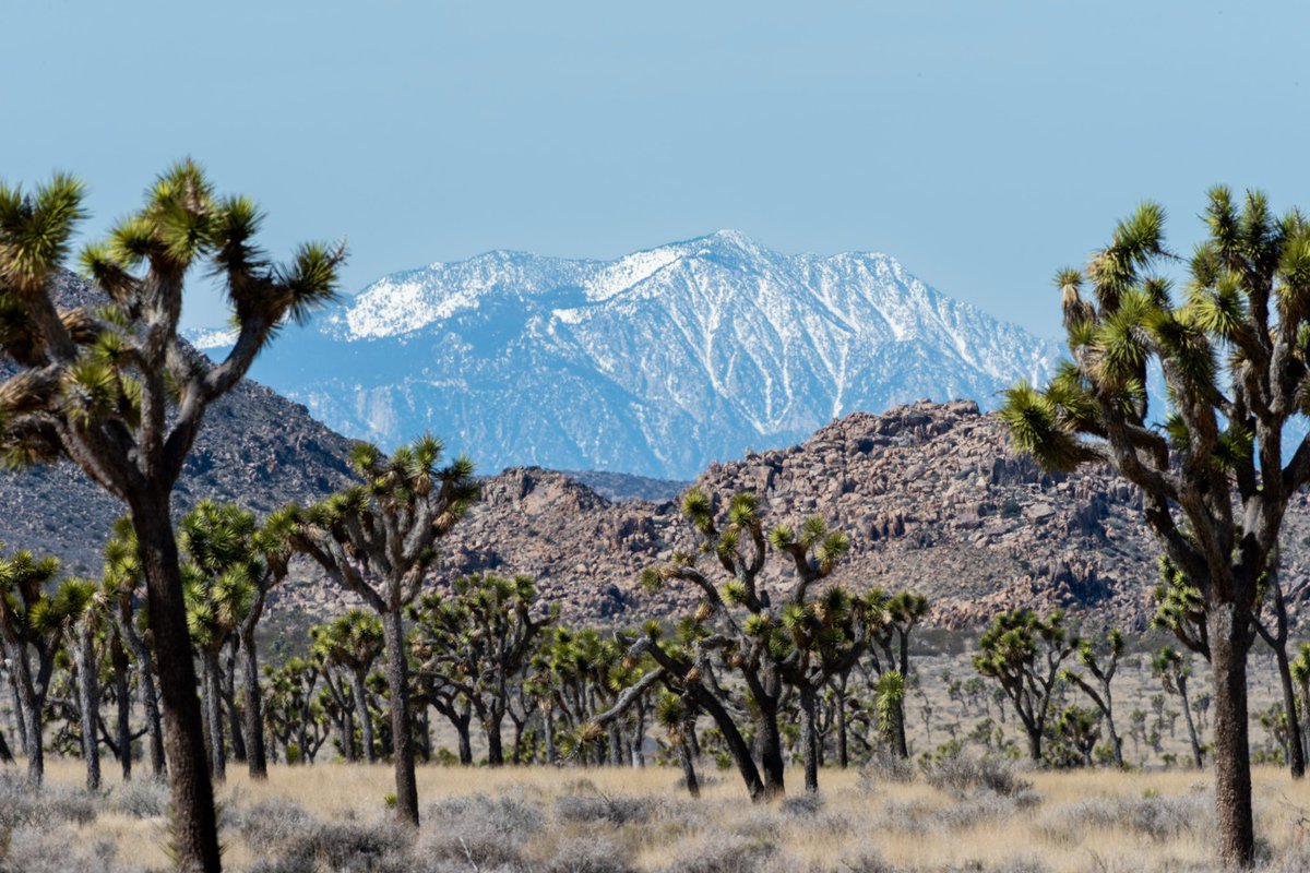 Name that peak! Hint: you can see it from the park, but it’s not in the park. It towers over 10,000 ft above Palm Springs & the Coachella Valley. It’s one of the tallest peaks in Southern CA & has a tram that will take you part of the way to the top! NPS Photo/Bill Bjornstad