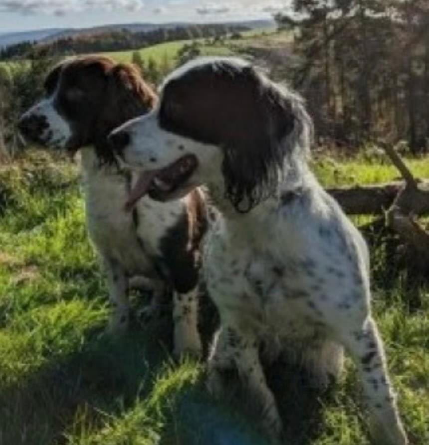 #SpanielHour 2 #Sprockers still missing from home #Lydbury North #SY7 18/3/24 BELL female/adult black&white / docked tail/pink edge to right eye doglost.co.uk/dog-blog.php?d… SAM male/young adult liver&white/small scar right eyelid from entroplan doglost.co.uk/dog-blog.php?d… CHIPPED