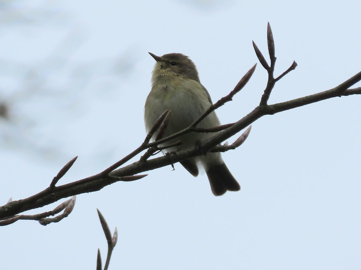 Roundhay Park and Wykebeck this afternoon. 2 Sand martin, 6 Red kite, 4 Buzzard, 1 Kestrel, 2 Goosander, 2 Mandarin duck, 22 Tufted duck, 7 Gadwall, 8 Parakeets, 9 Cormorant, 4 Great crested grebe, 14 Chiffchaff, 5 LBB gull, 6 Common gull and the hybrid Tufted x Pochard