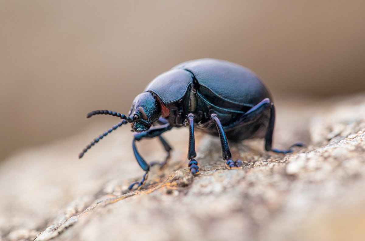 Always nice to spend time with some Bloody-nosed Beetles. This particular stunner was crossing the stone path in front of me, would have been rude not to capture his beautiful colours. North Wales providing fascinating wildlife as always 😀. #nature #wildlife #northwards