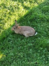 Ordered rabbit at Fearrington House, on cue, a bunny hops in front of the window and stares at me. Wife asks waiter, “Do you really….” Waiter interrupts, “Only the mean ones.” I tipped him double.