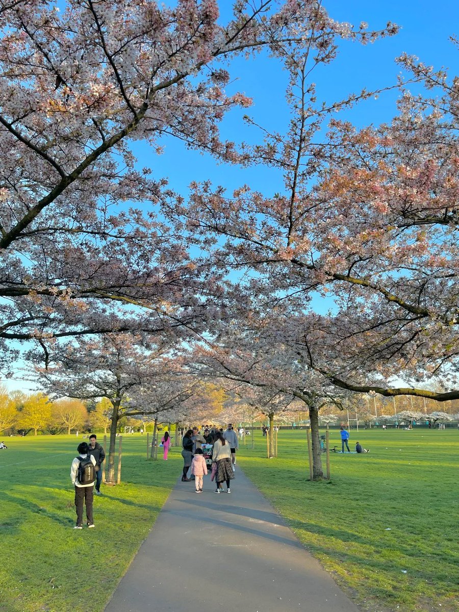 Kayleigbnv's tweet photo. Celebrate the arrival of spring in Battersea with the stunning cherry blossoms! Witness nature's beauty in full bloom this March. 🌸🌸 https://t.co/IrhHLCE9bz