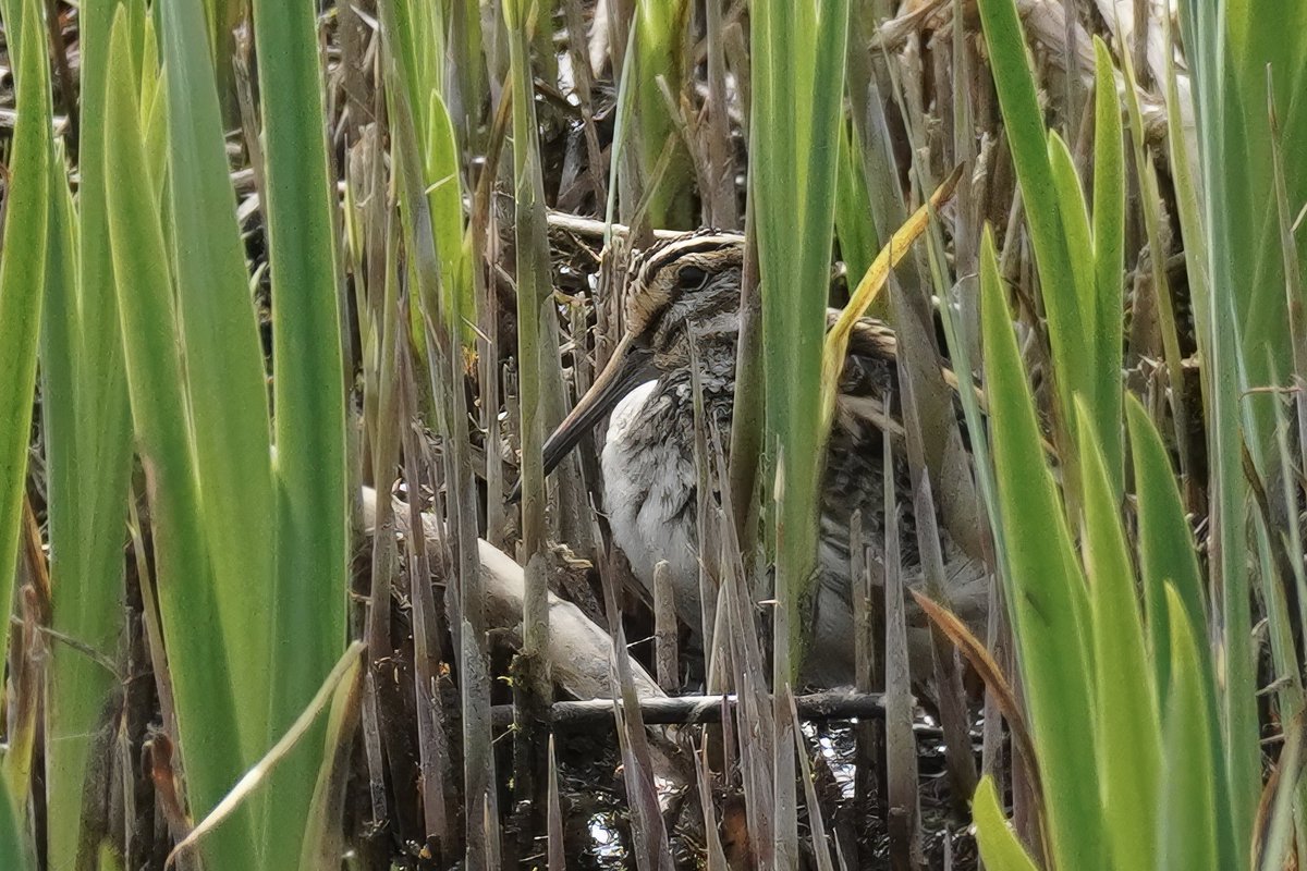 I’m all right Jack! Jack Snipe taking a well earned rest after so much bobbing! @RSPBMinsmere @SuffolkBirdGrp @BTO_Suffolk