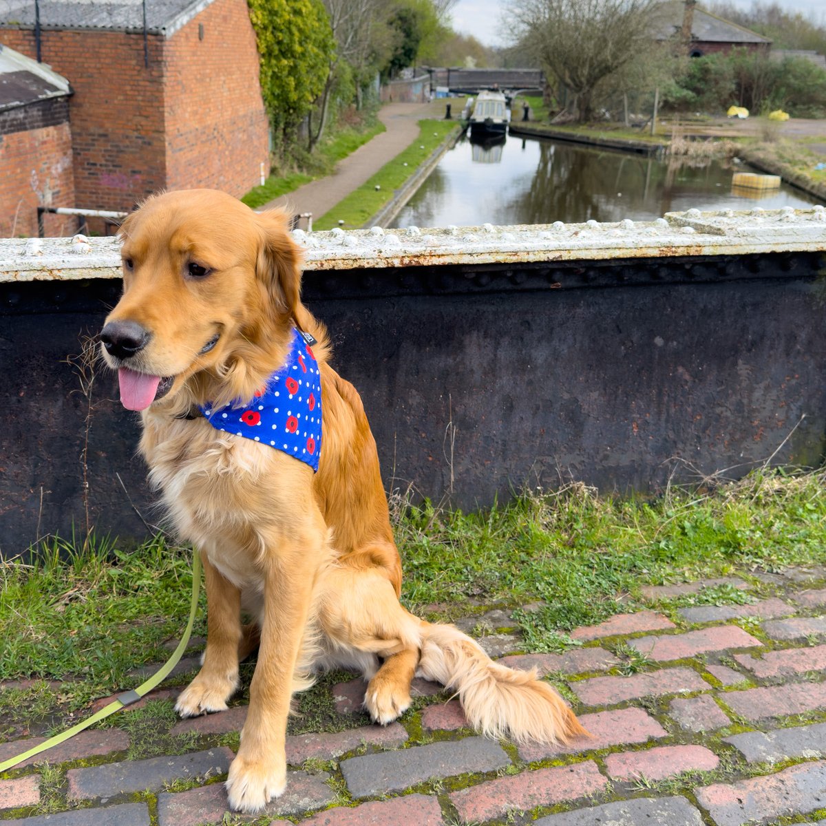 Todays #TongueOutTuesday on the #BirminghamCanals at #FactoryBridge watching the #narrowboats at #FactoryLocks #BoatsThatTweet #LifesBetterByWater #KeepCanalsAlive #RedMoonshine #TiptonCanals #GoldenRetrievers #PoppyAppeal moonshine.red
