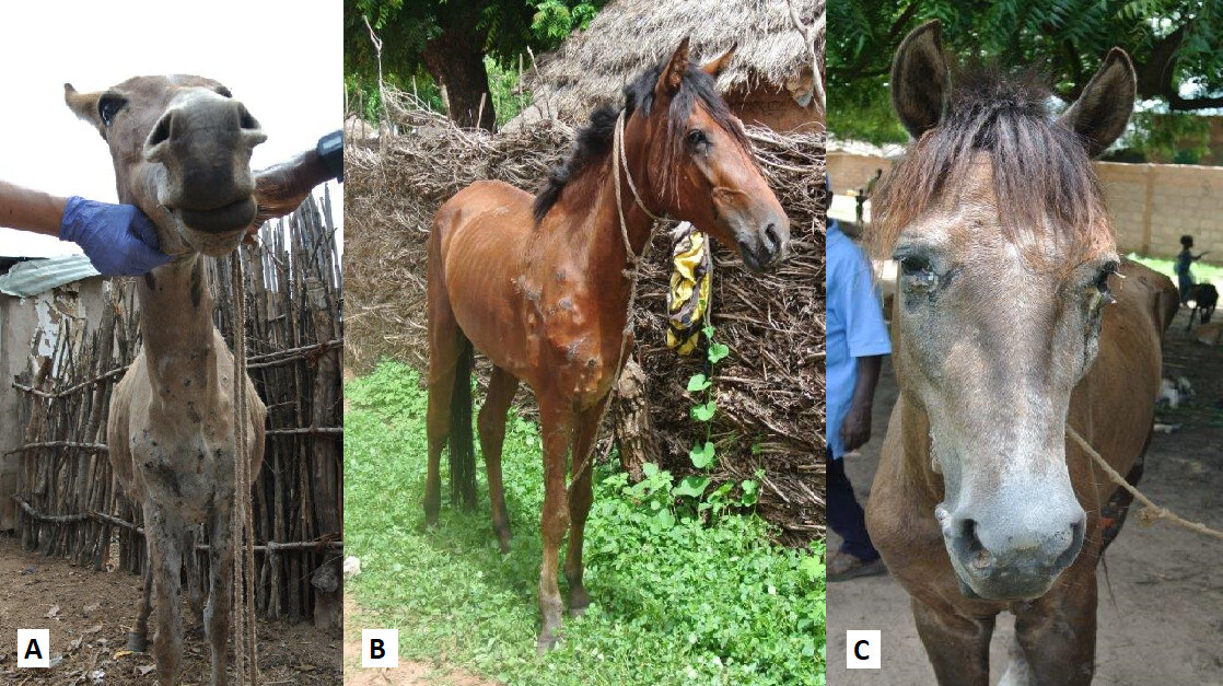 qPCR applied to equine blood and pus samples provides tools to investigate epidemiology of neglected prior disease in equids. journals.asm.org/doi/10.1128/sp…